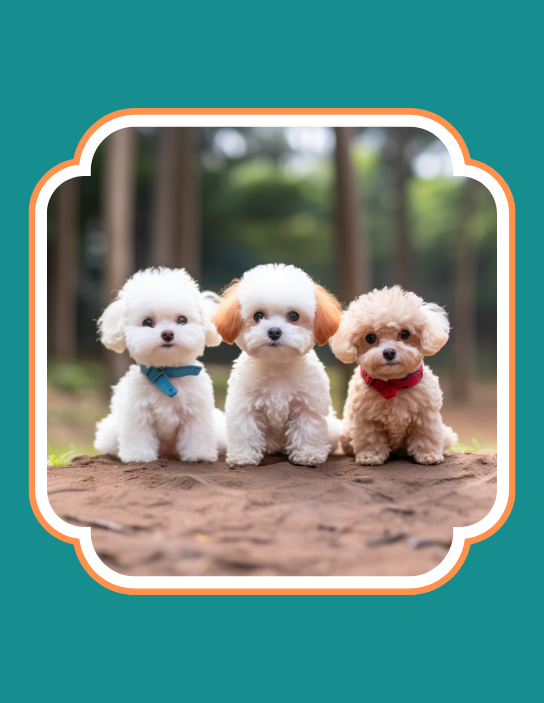 Why choose Dog Village