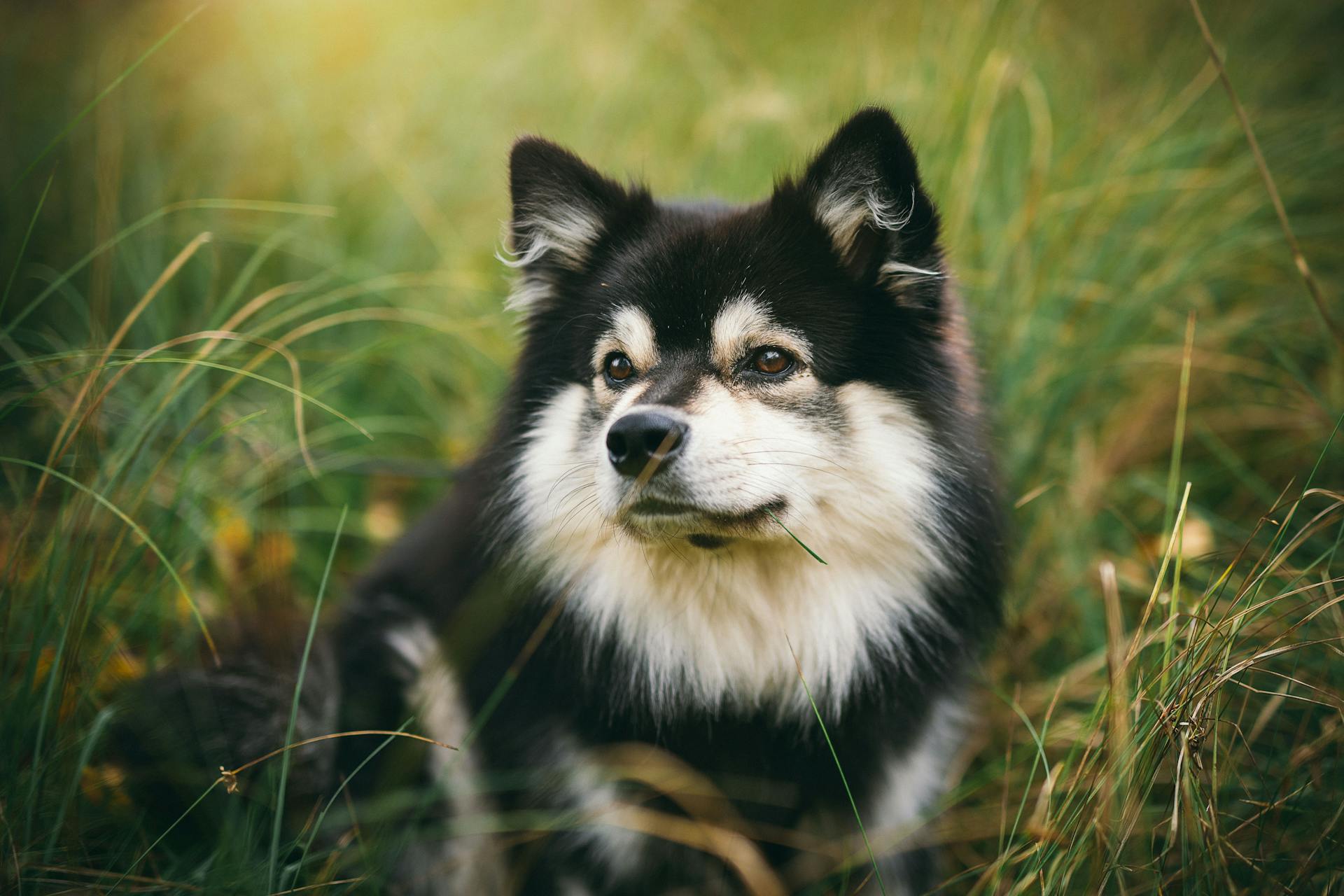 Staffordshire Bull Terriers: A Loyal and Loving Family Dog