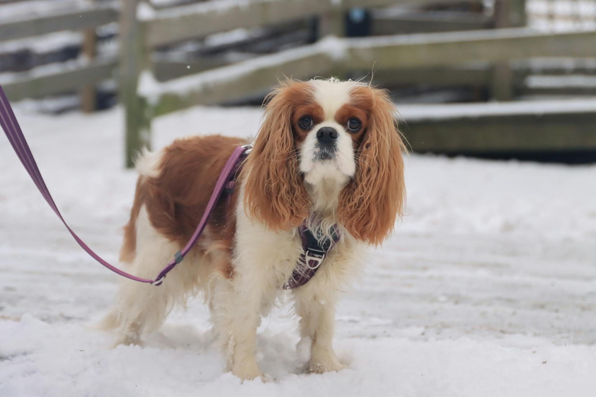  Cavalier King Spaniel