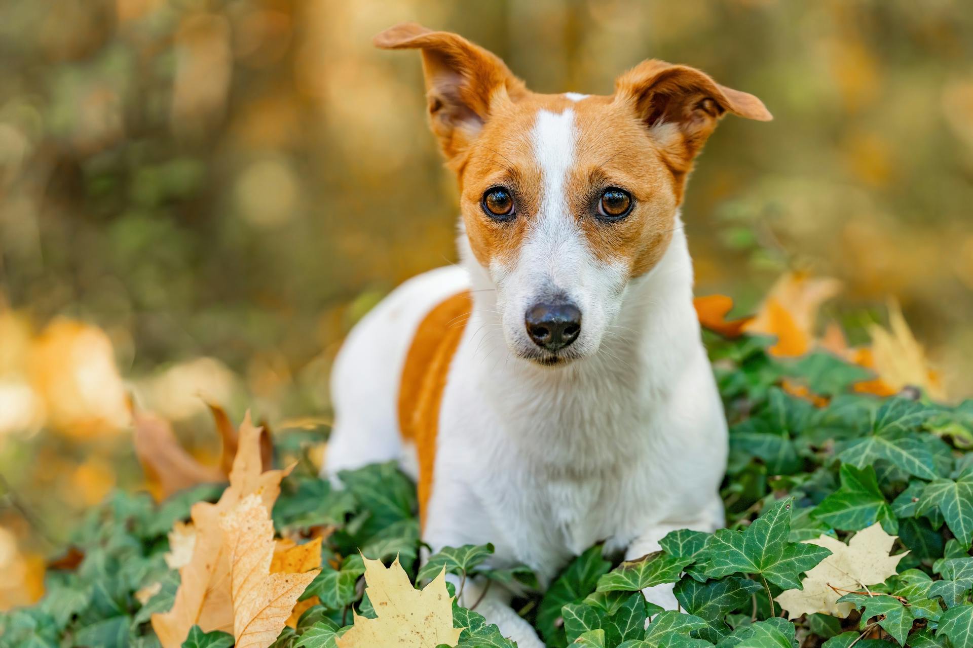  Jack Russell Terrier