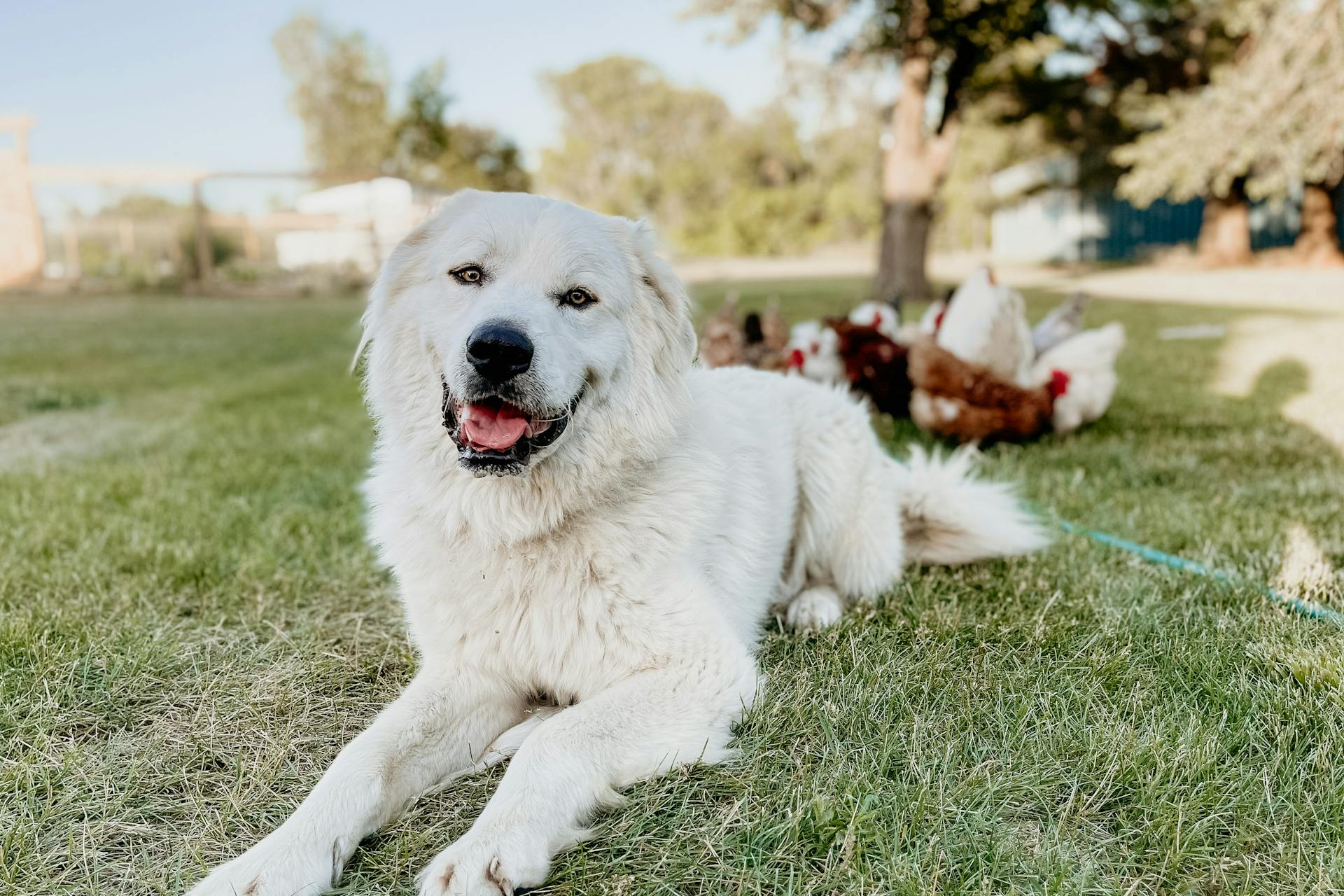  Great Pyrenees