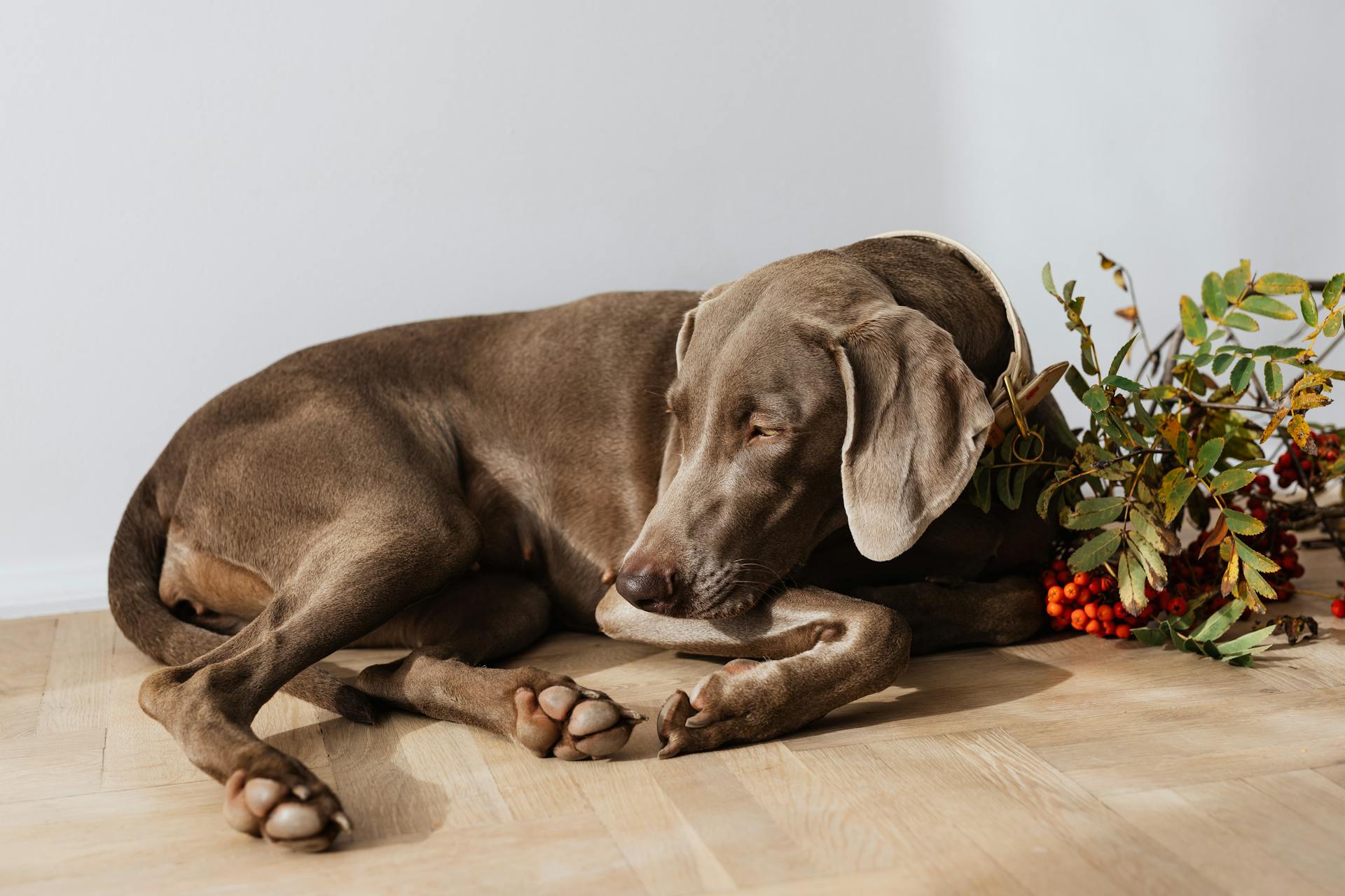  Weimaraner