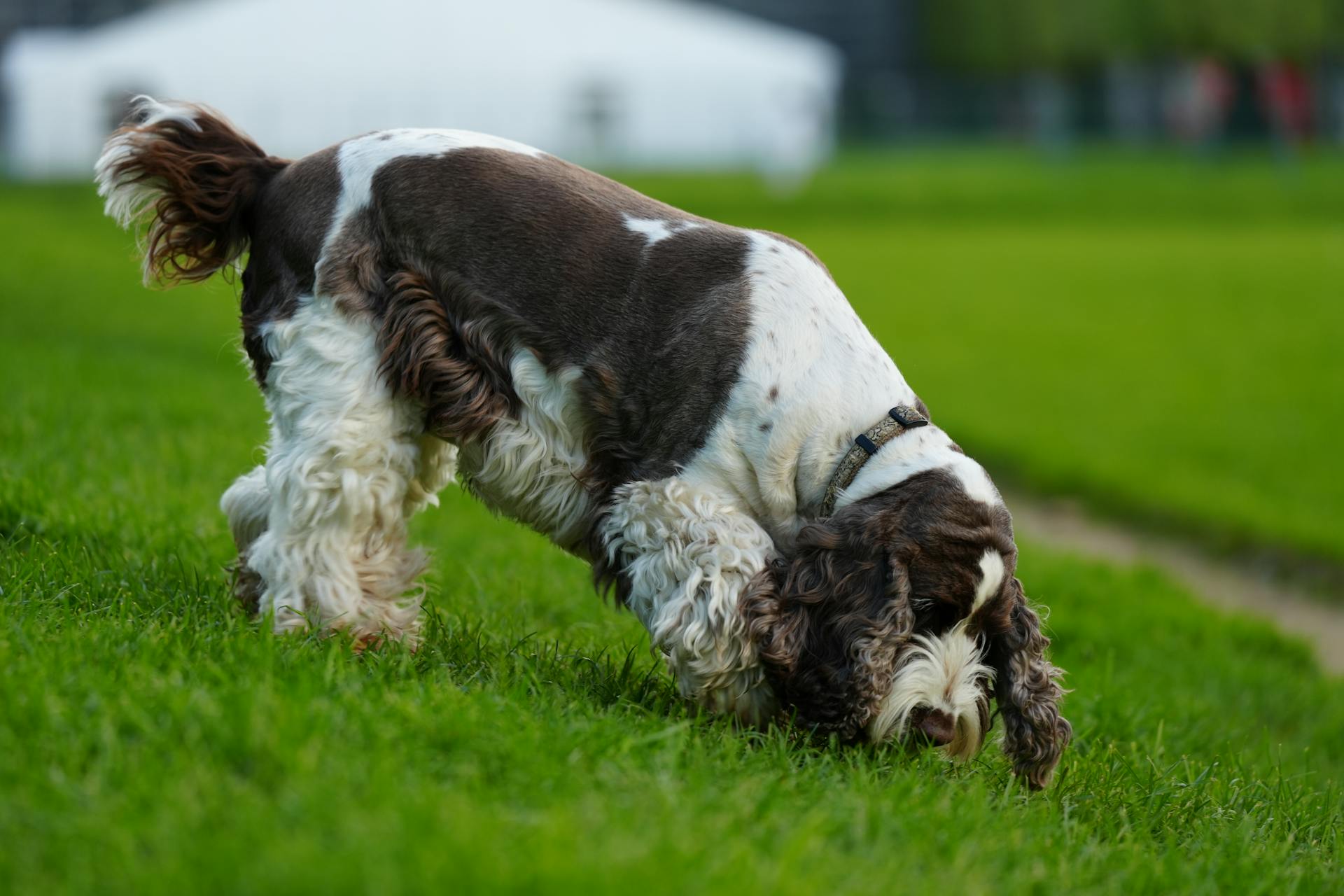 English Springer Spaniel