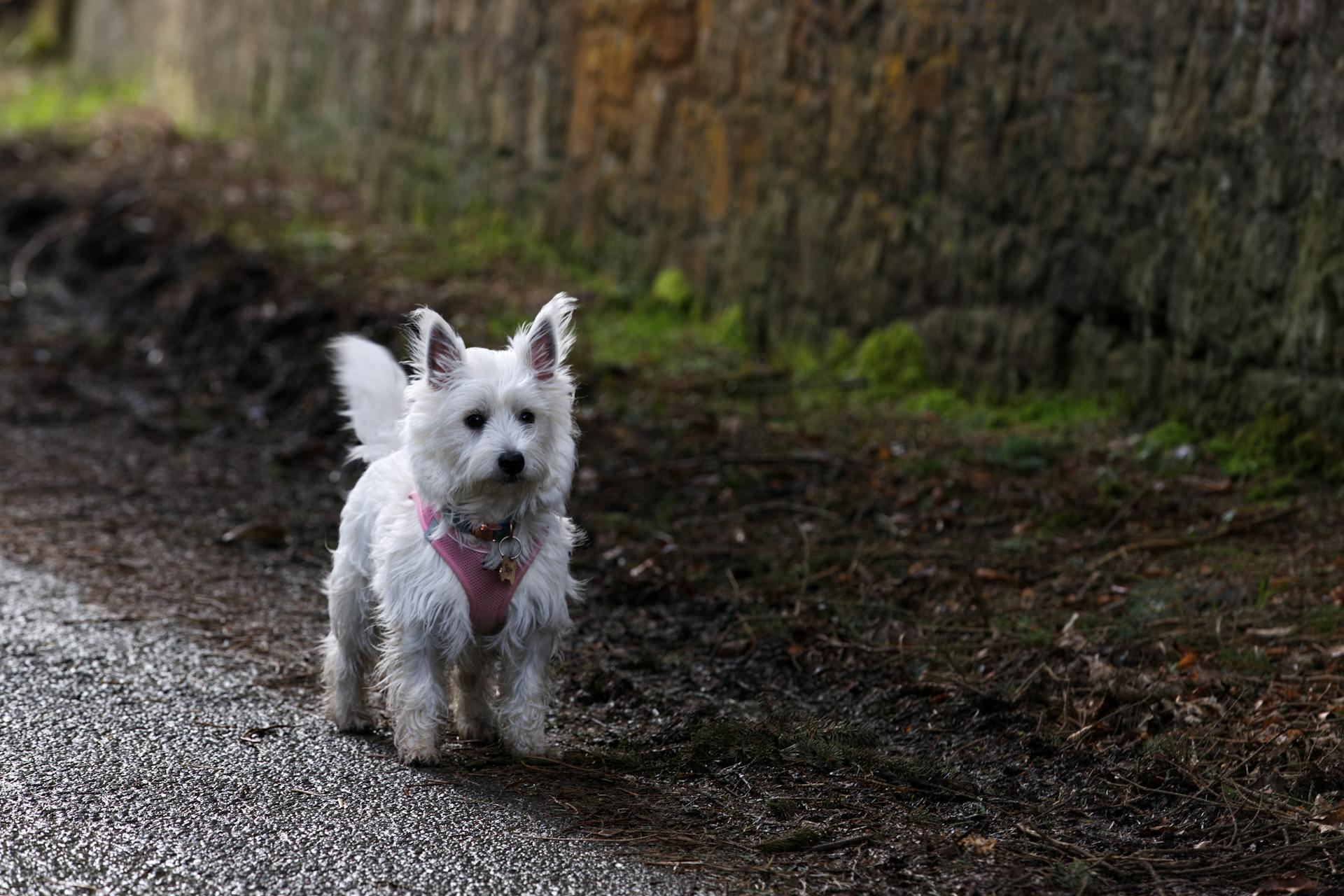  West Highland White Terrier (Westie)