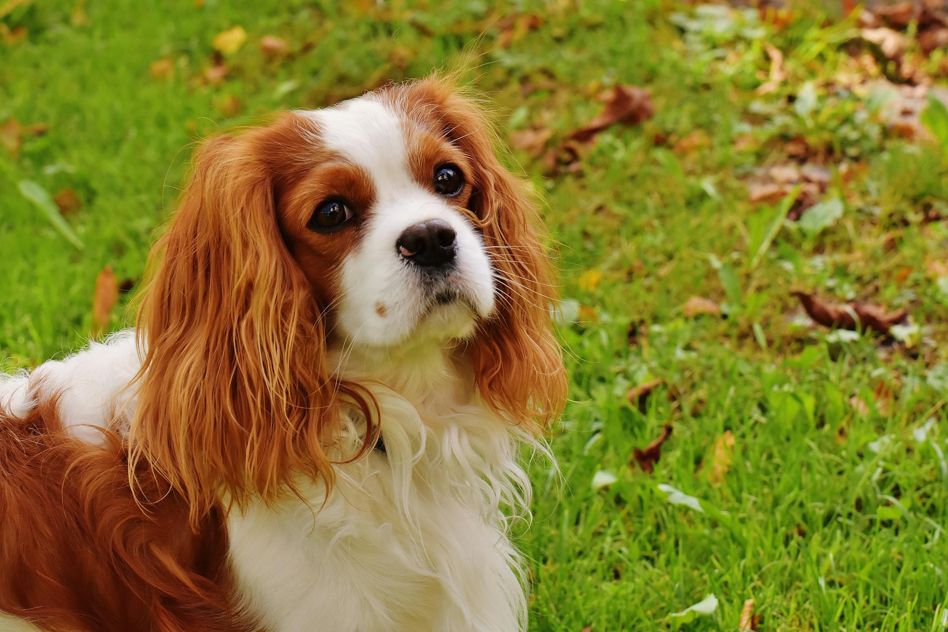  Cavalier King Charles Spaniel