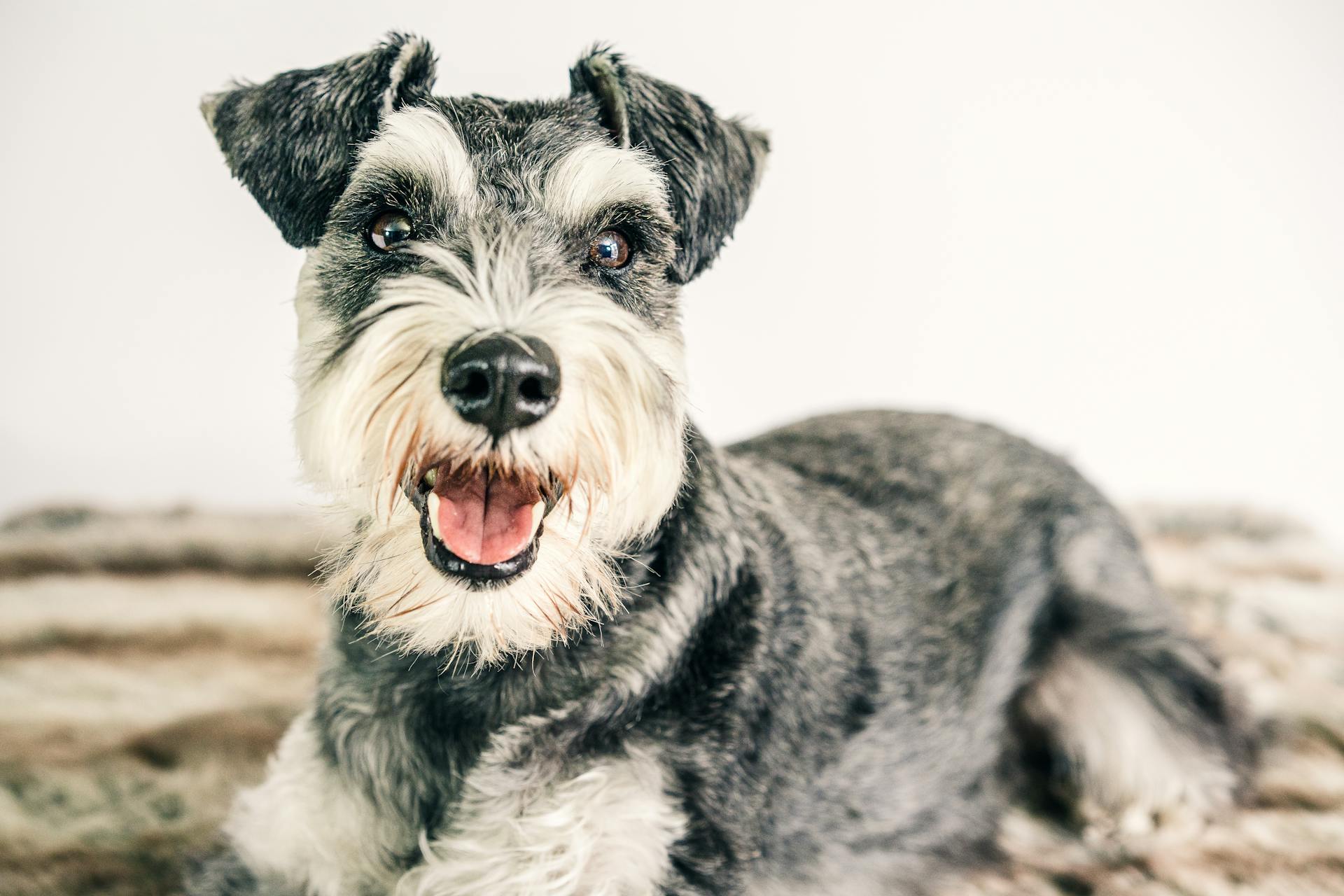 Schnauzer