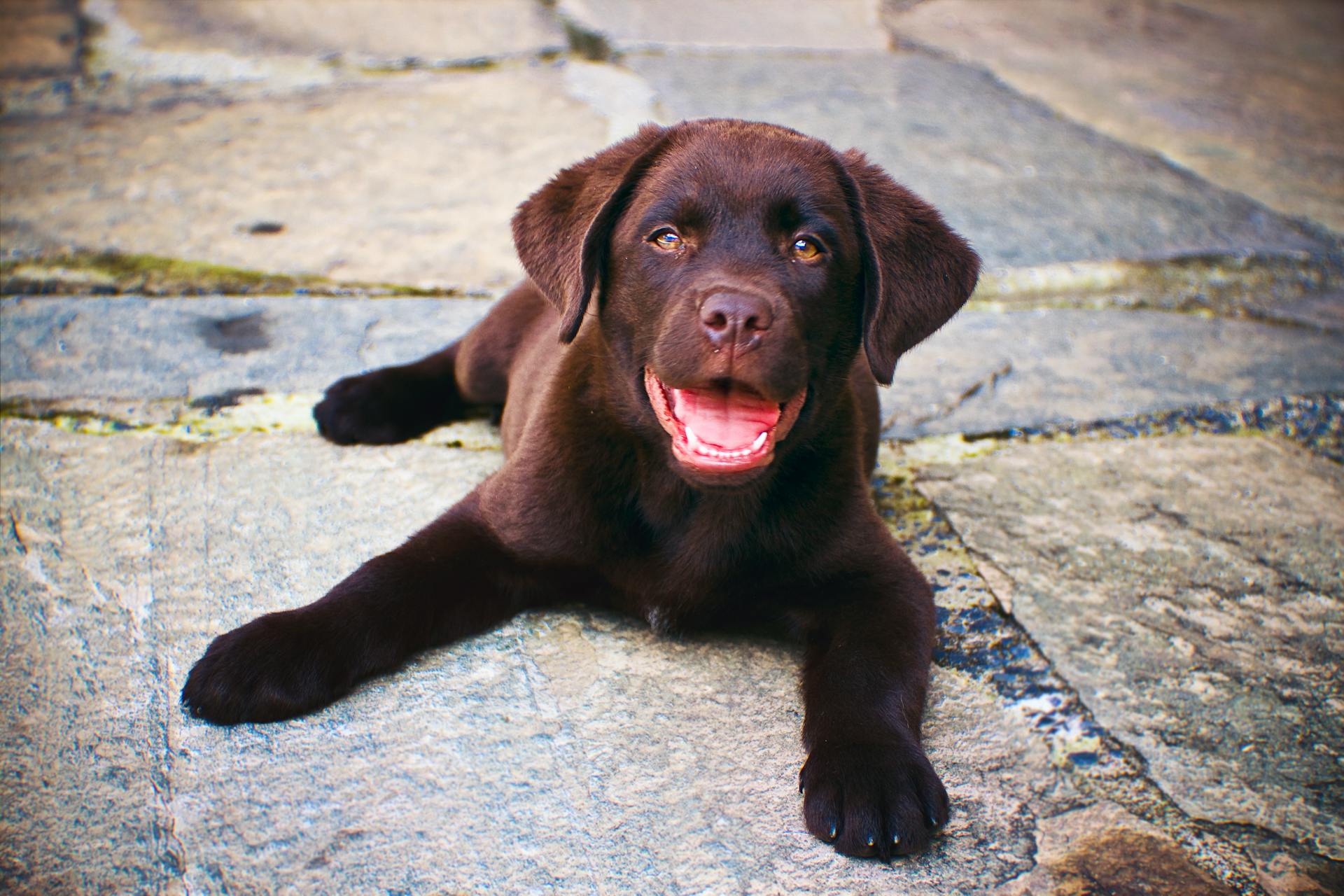   Labrador Retriever