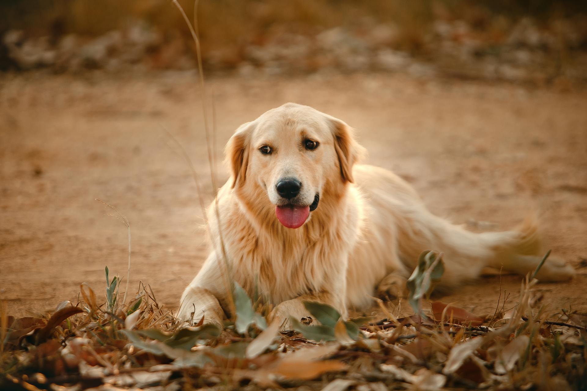  Golden Retriever
