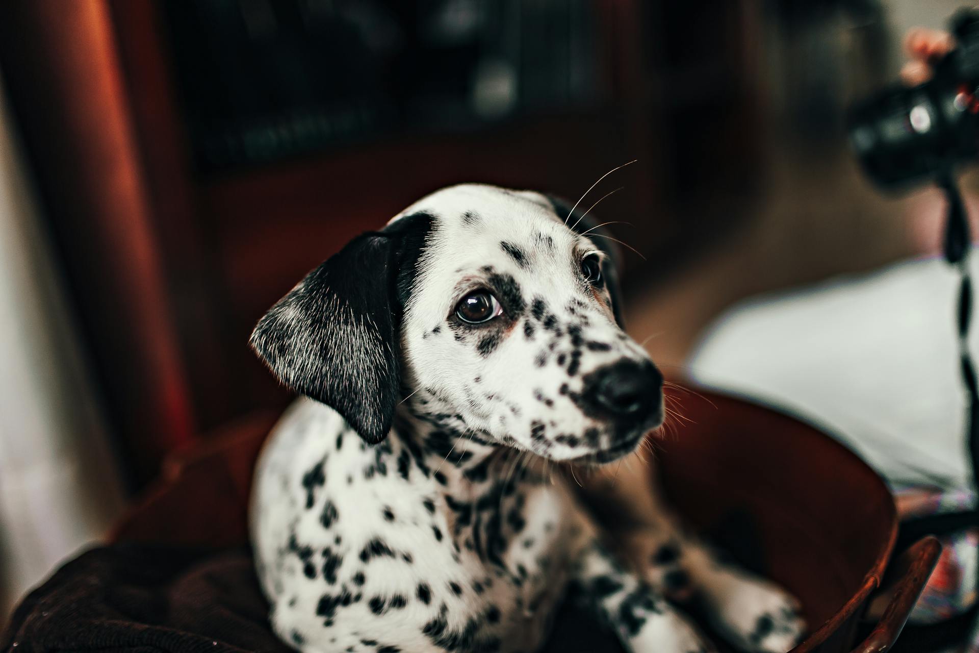 Dalmatian