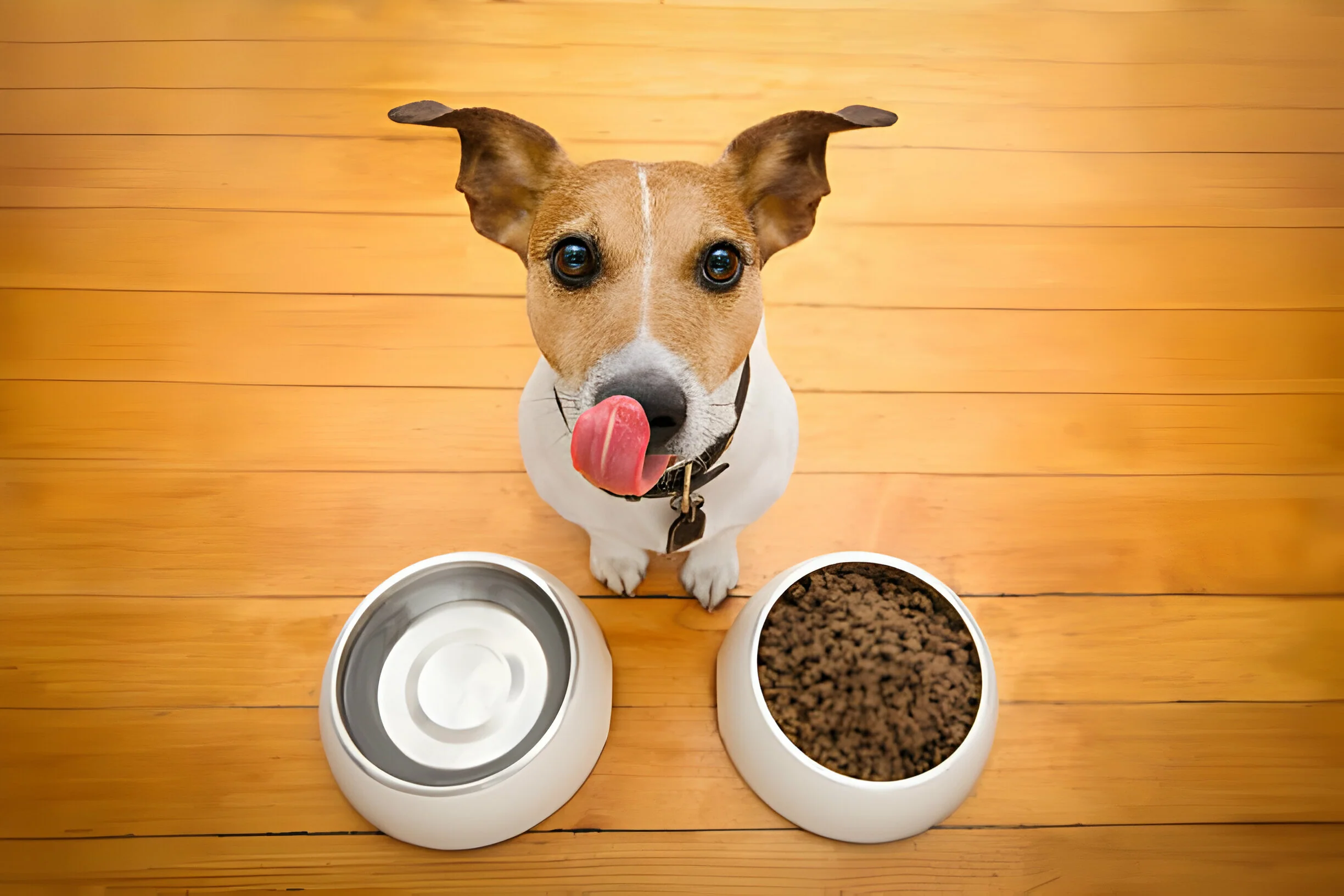 2. Nutrition: Fueling Your Pet's Health